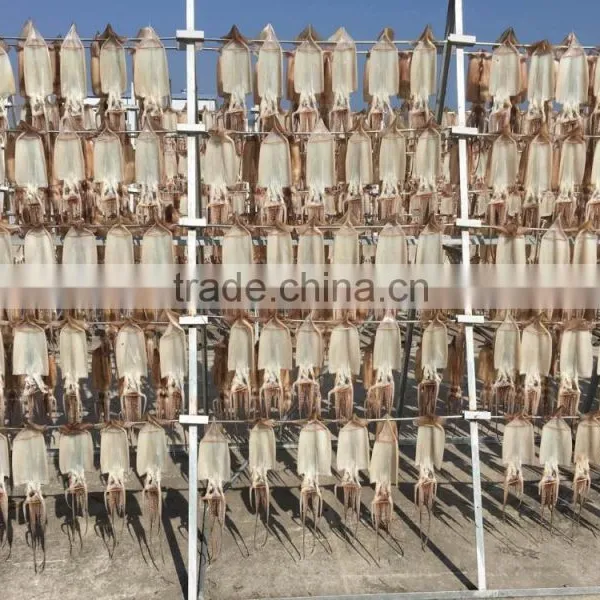 Export Dried Shredded Squid, Dried Illex Squid photo-6