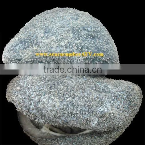 Ball Sea Cucumber Vietnam, Pingpong Fish, Holothuria Spp photo-2