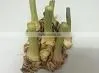 Organic Fresh Galangal Young photo-2
