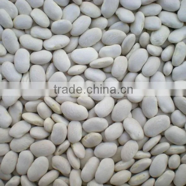 Good Quality Small White Kidney Beans From China for Hot Sale Quality Choice