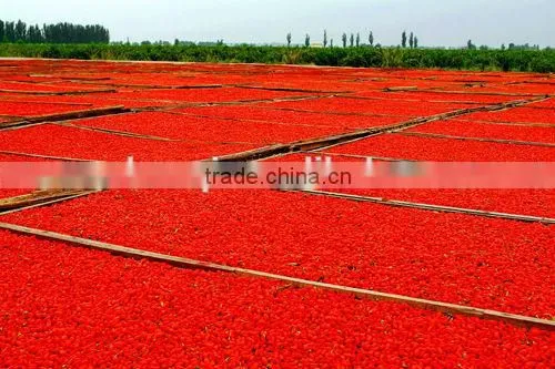 2015's New Crop Gji Berries With Good Price