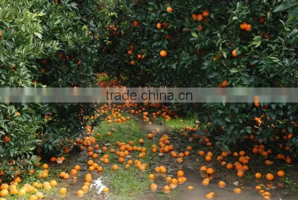 Talya Orange Oil photo-2