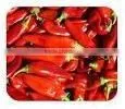 Red Chilli