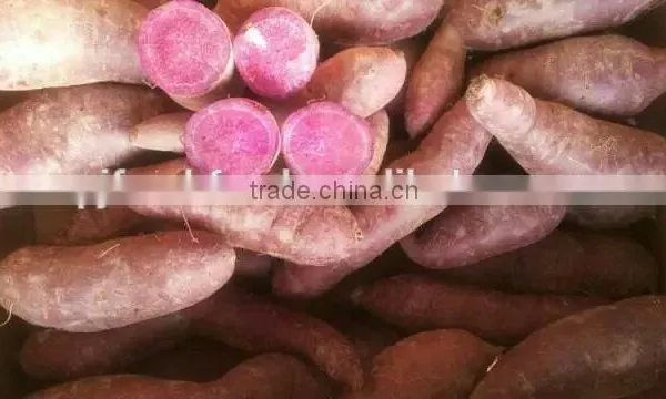 All Kinds of Sweet Potato photo-2