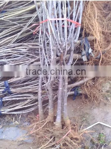 High Quality Apple Seedling photo-3