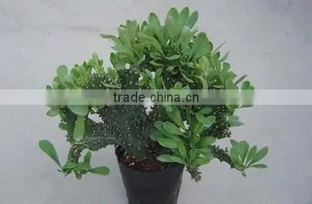 Euphorbia Neriifolia L. Var. Cristata Bonsai, Pot Plant, Succulent Plant photo-6