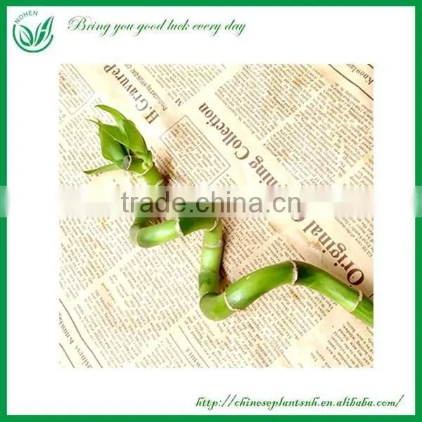 Spiral Lucky Bamboo, Dracaena Sanderiana photo-6