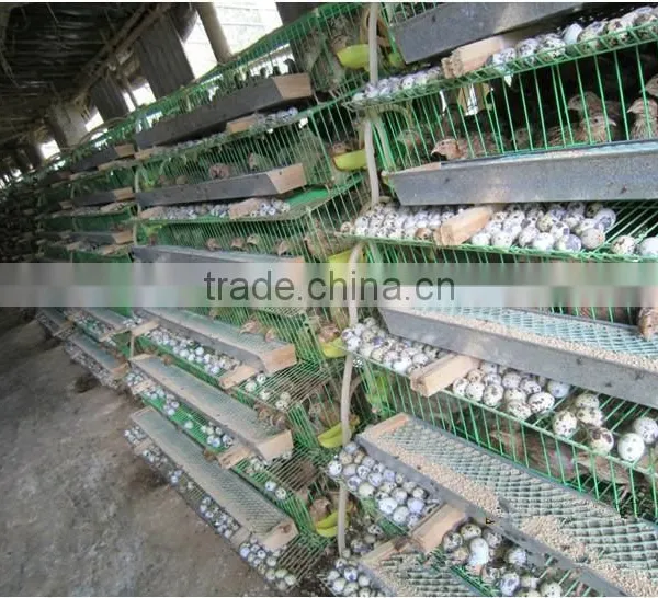 Galvanized A Type Layer Quail Cages for Sale in Kenya Farm photo-3