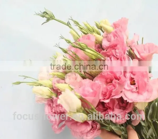 2017 New Cut Fresh Eustomas With Factory Price photo-5