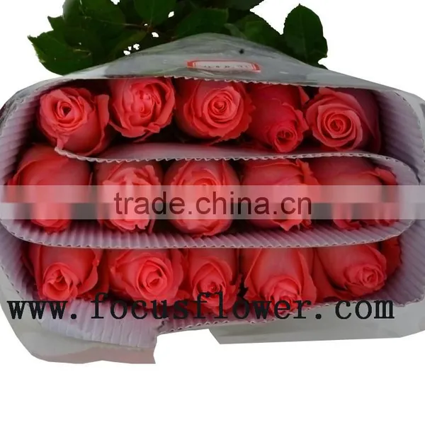 Wholesale Fresh Cut Rose Rose Flowers Diana With 0.8_1.2kg/bundle From Kunming photo-5