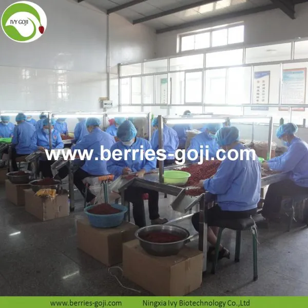 Factory Supply Nutrition Dried Lycium Chinensis photo-4