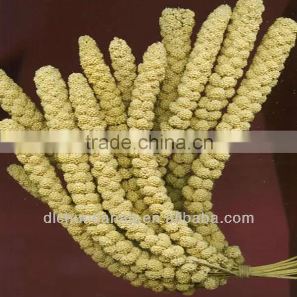 Organic Yellow/red Millet Spray photo-2