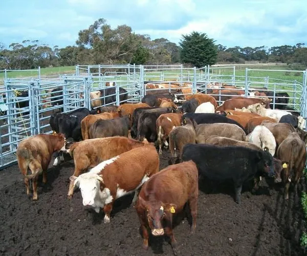 2025 New Model Galvanized Steel High Quality Farm Animal Used Livestock Fence Cattle Horse Sheep Panels Corral Gate photo-2