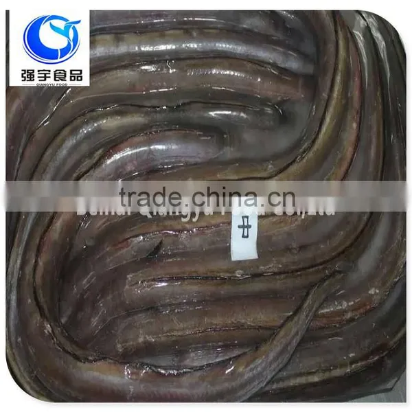 Frozen Fish Frozen Conger Eel Whole Round