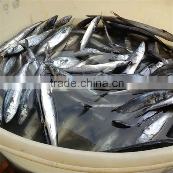 Cero Mackerel