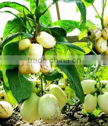 Pepino Seed Pepino Cucumber Seeds For Cultivation Germination Rate Above 93% photo-4