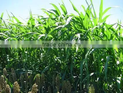 Hybrid Sorghum Sudan Grass Seeds