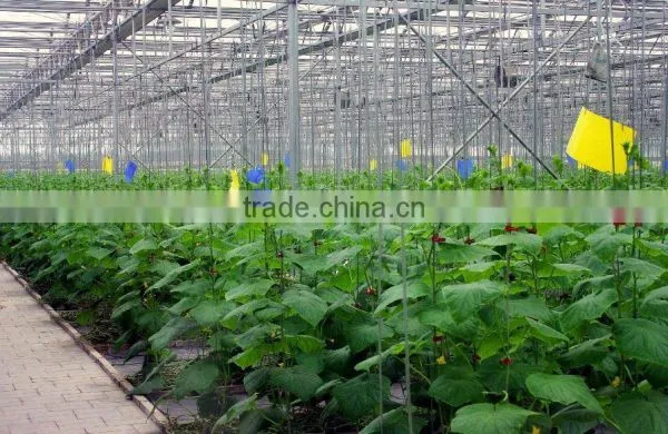 Glass Greenhouses China photo-5