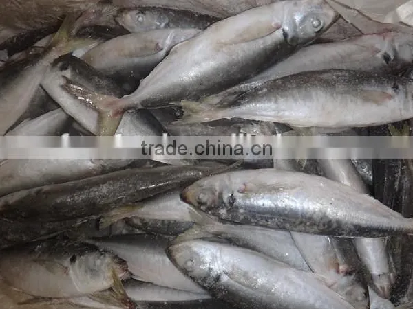 Frozen IQF/BQF Horse Mackerel Fish photo-2