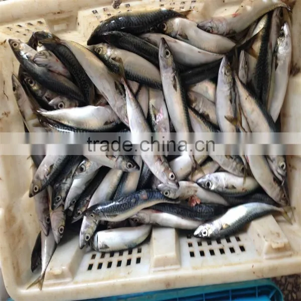 Frozen Pacific Mackerel for Bait photo-6