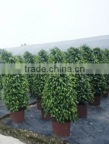 Ficus Benjamina Tower Shape photo-3