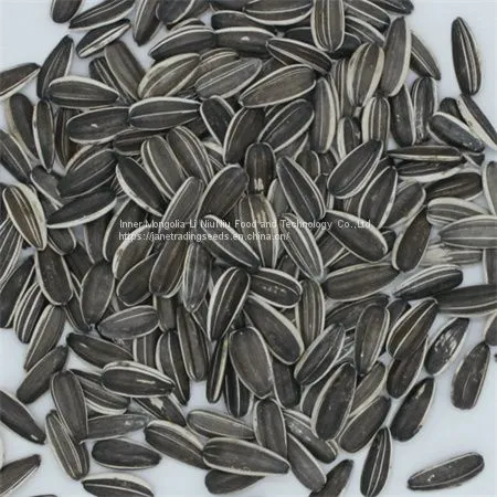 Sunflower Seeds in Large Stock