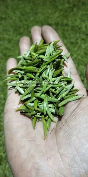 How Much is the Price of Enshi Yulu Tea? Enshi Yulu Bulk Wholesale Hubei Enshi Yulu TeaNew Tea Spring Tea photo-4