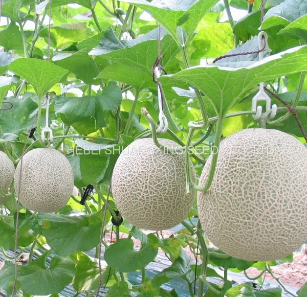 Cantaloupe No.1 Chinese Round Shape Melon Seeds for Sale photo-2