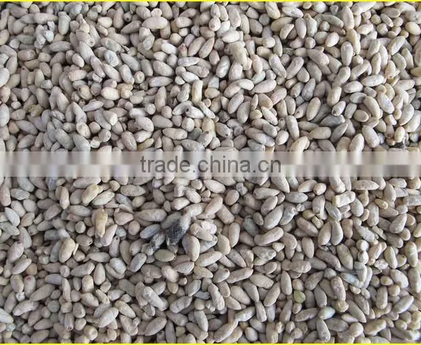 Industrial Cotton Seed Separating Machine|Cotton Seed Delinting Machine|Cotton Processing Machine Price photo-4