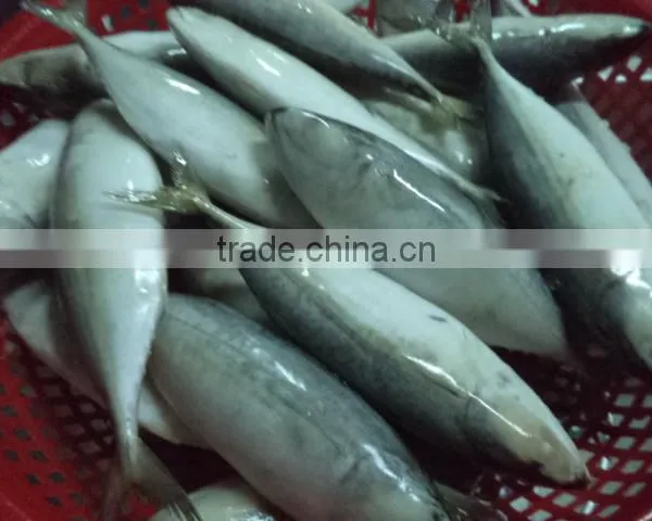 Indian Mackerel