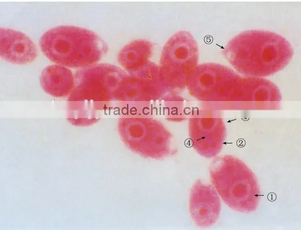 Microslide Zea Mays,Indonesia Microscope Glass Slide photo-3