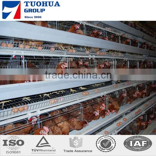 5 Doors Design Layer Chicken Cages photo-3