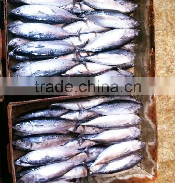 Frozen Bonito