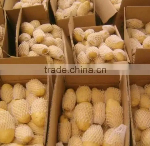 Holland Potato to Dubai Market for Sale photo-3