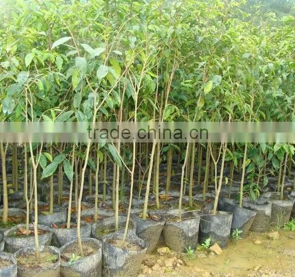AGARWOOD SEEDLING photo-3