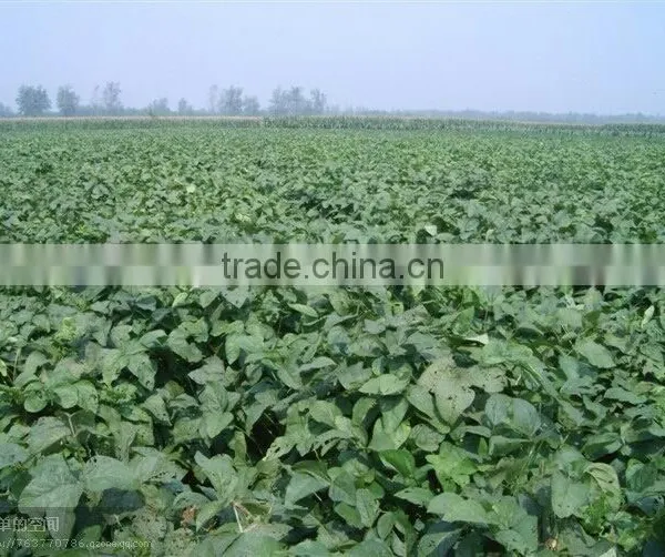 Black Soybeans With Yellow Kernel photo-2