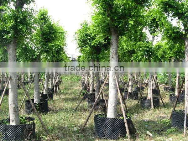 Ficus Nitida Landscaping Trees for Outdoor photo-2