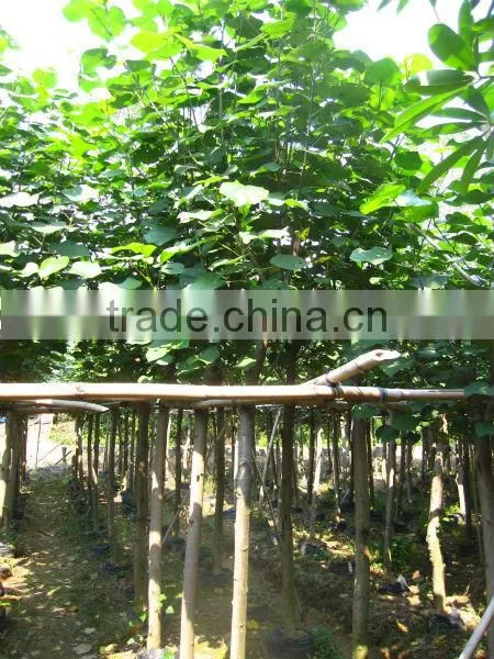 Hibiscus Tiliaceus Trees photo-6