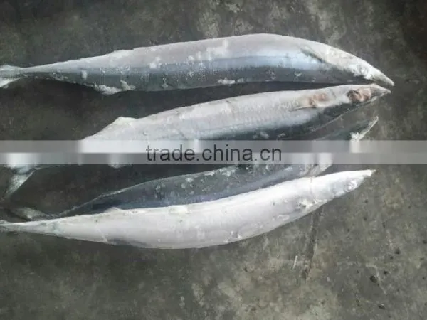 FROZEN PACIFIC SAURY WHOLE ROUND photo-5