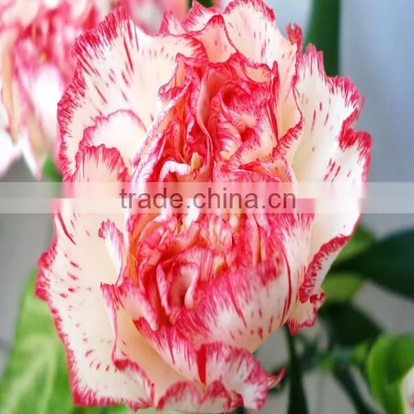 Fresh Cut Flower Classical Single Gerbera Decoration Flowers photo-6
