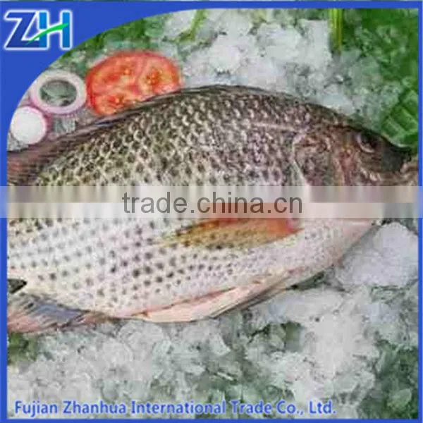 Frozen Tilapia Wholesale Price Companies
