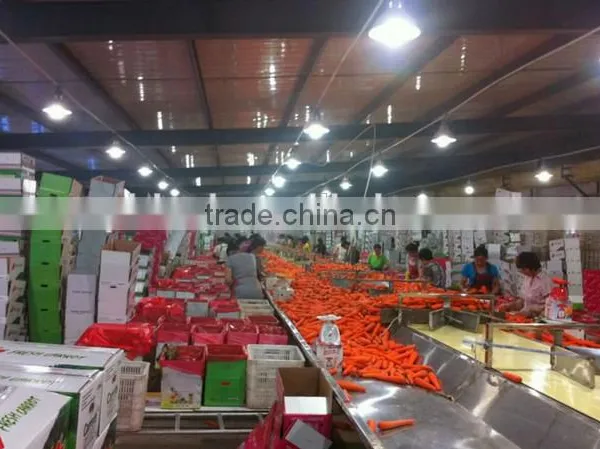 Carrot Price Carrot Farm Carrot Exporter 2016 Best Quality photo-6