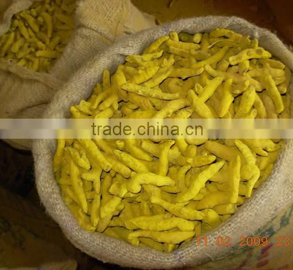 Export Quality Turmeric Fingers