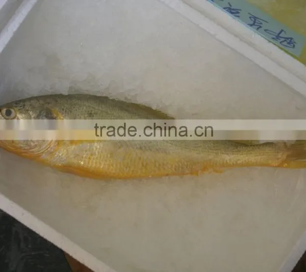2016 Newly Coming Fresh Frozen Yellow Croaker photo-3