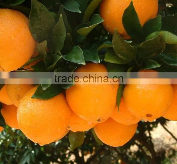 Fresh Gannan Navel Orange, Best Quality China Navel Orange photo-6