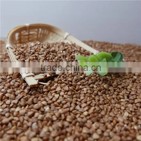 Best Quality Roasted Buckwheat Kernel photo-6
