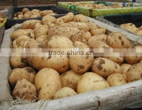 Chinese New and Yellow Potato From Shandong Province photo-2