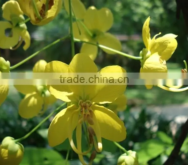 Cassia Fistula Tree photo-5