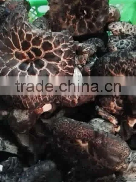 New Crop of Dried Sarcodon Aspratus photo-2