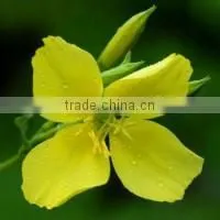 NSF GMP Oil of Evening Primrose photo-2